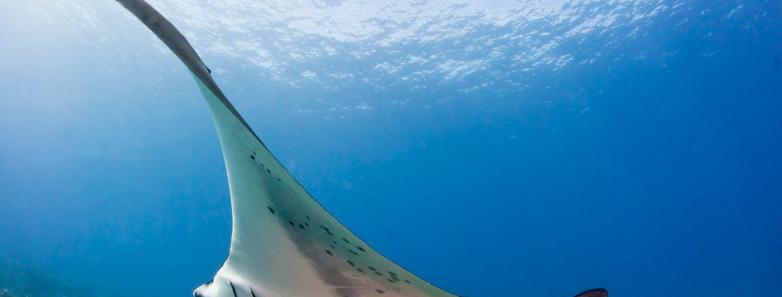 Best Manta Ray Diving in the World Bluewater Dive Travel